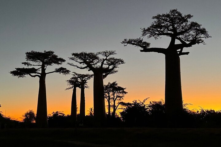 Morondava: Tour zum Kirindy-Wald und zur Baobab-Allee