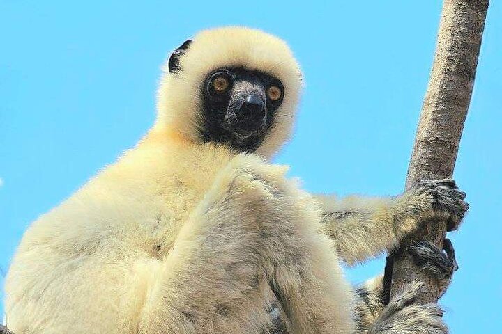 Morondava: Tour zum Kirindy-Wald und zur Baobab-Allee