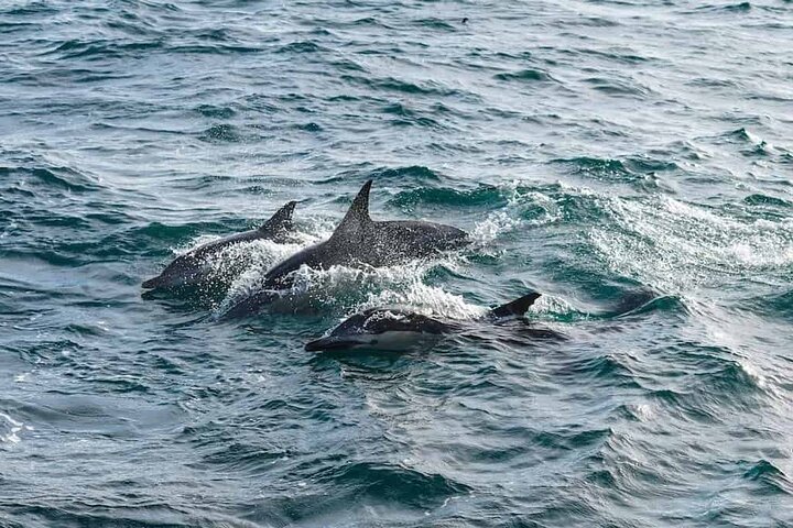 Hoteller i nærheden af Pensacola Beach Dolphin and Scenic Tour