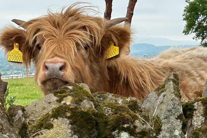 Excursión privada a la costa: castillos, arrullos de las tierras altas y degustación de whisky