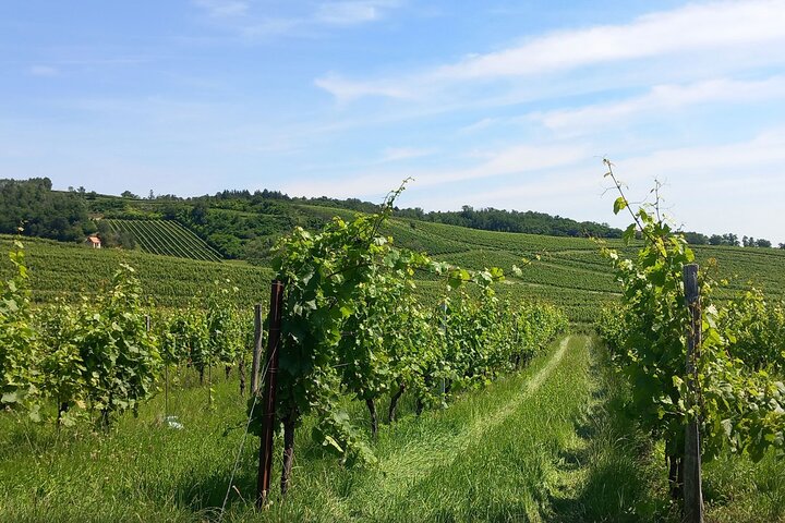 Entendiendo el Blaufränkisch y saboreando el Burgenland central