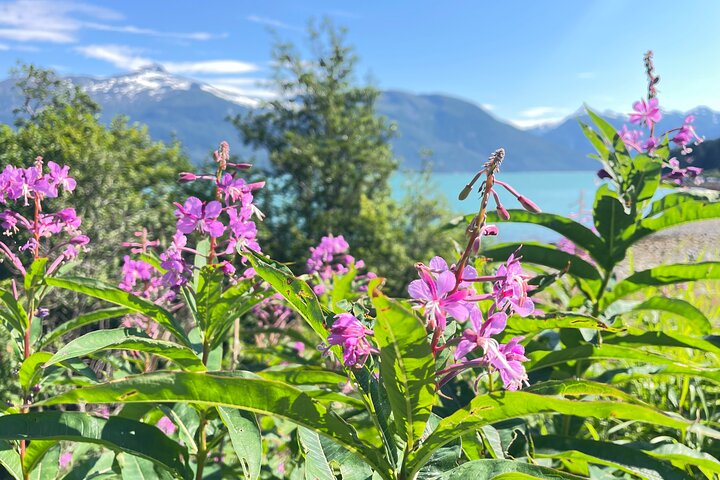 Alaska Natura Immersione: Tour di terapia forestale a Haines, Alaska
