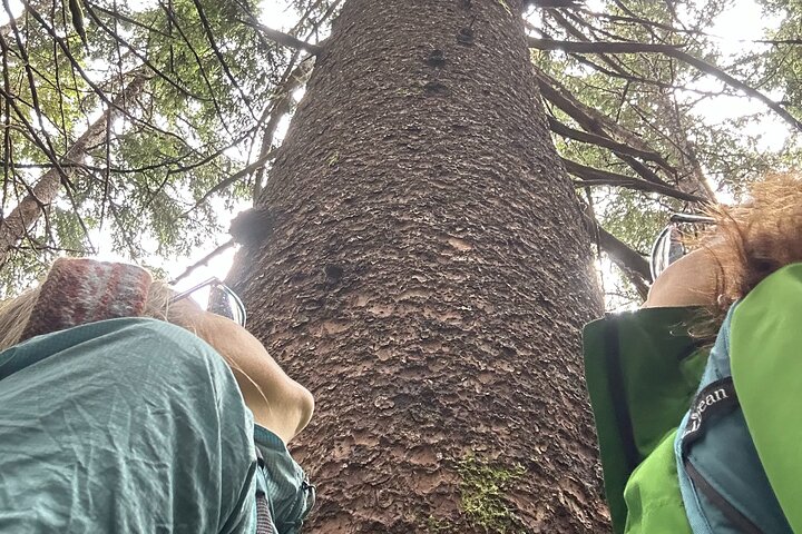 Alaska Natura Immersione: Tour di terapia forestale a Haines, Alaska