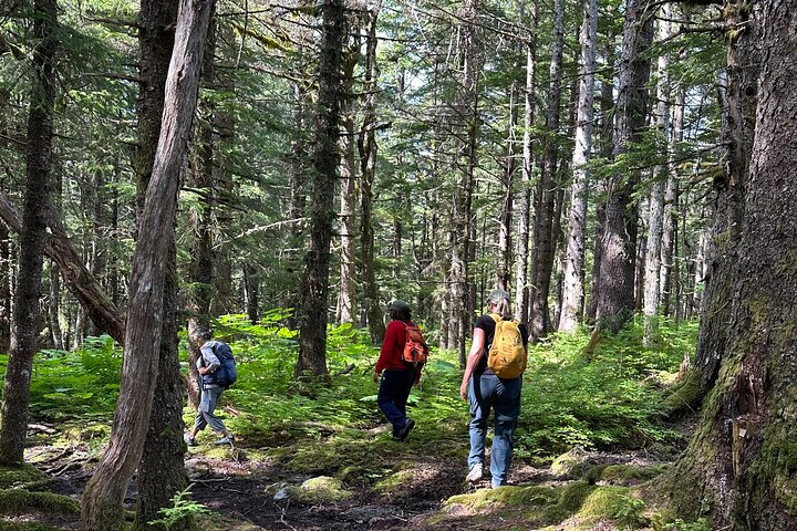 Alaska Natura Immersione: Tour di terapia forestale a Haines, Alaska