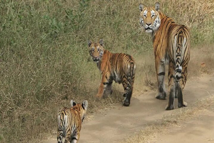Nagpur till Bhopal via Pench & Satpura National Park