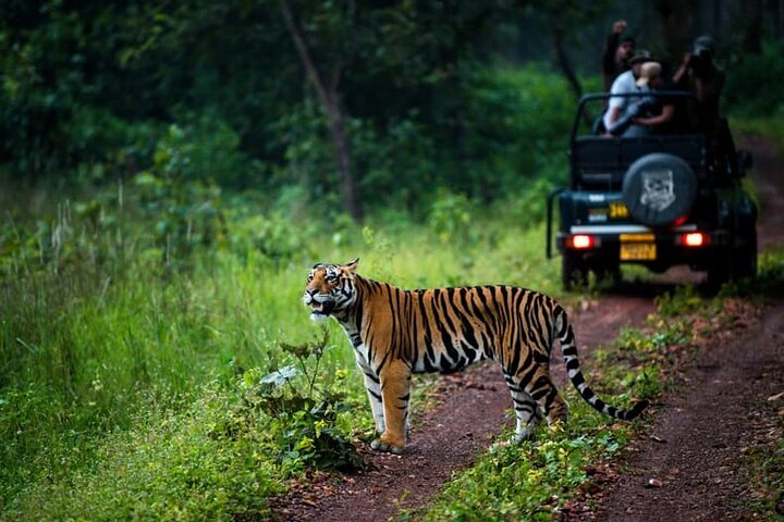 Tour di Nagpur a Pench, Satpura e Kanha National Park, Tiger Safari