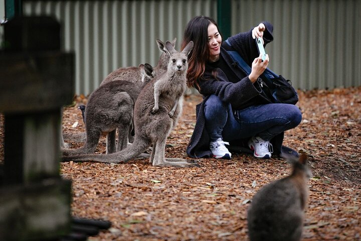 Hoteller i nærheden af Blue Mountains Scenic World & Scenic Zoo Day Tour