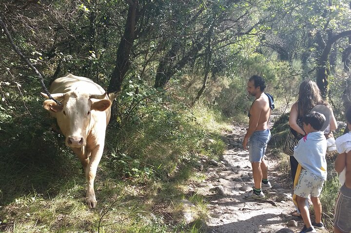 Gerês Natura, cascate, pranzo gustoso!Piccolo gruppo, offerta Bottiglia di vino