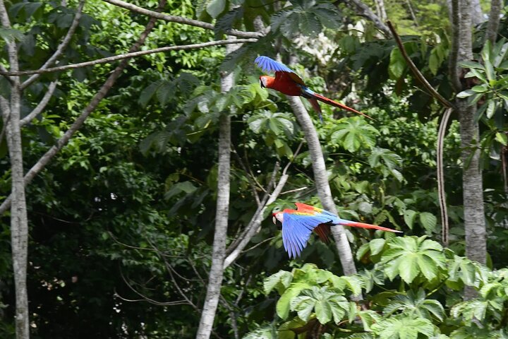 4 Day Amazon Adventure with Macaw Clay Lick