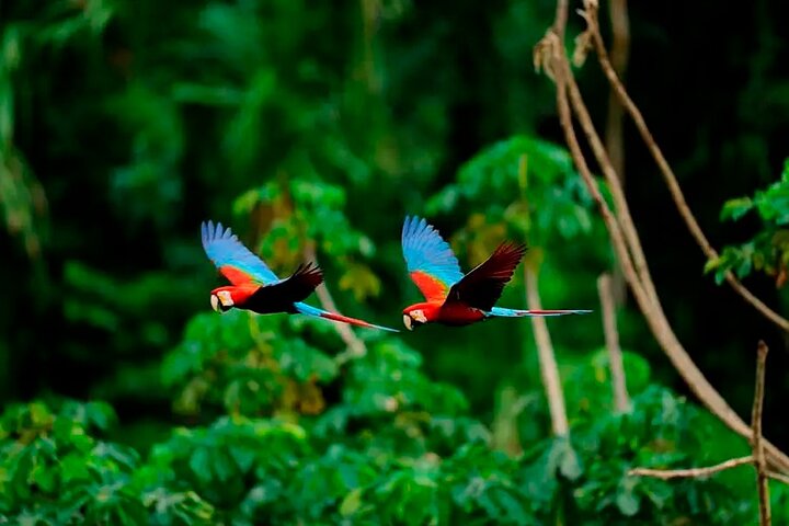 4 Day Amazon Adventure with Macaw Clay Lick