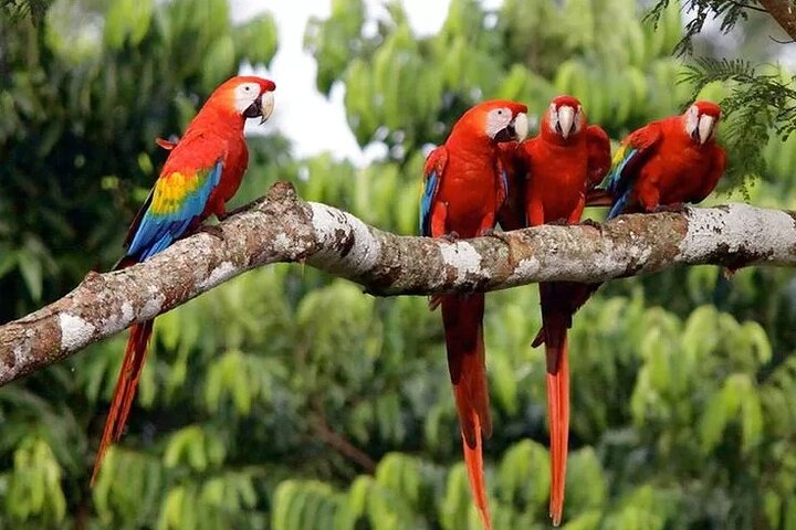4 Day Amazon Adventure with Macaw Clay Lick