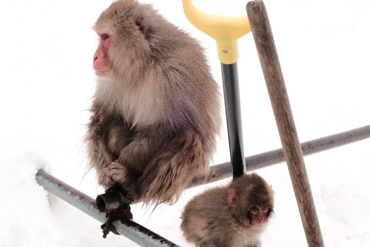 Nagano Snow Monkeys - Privat halvdagstur