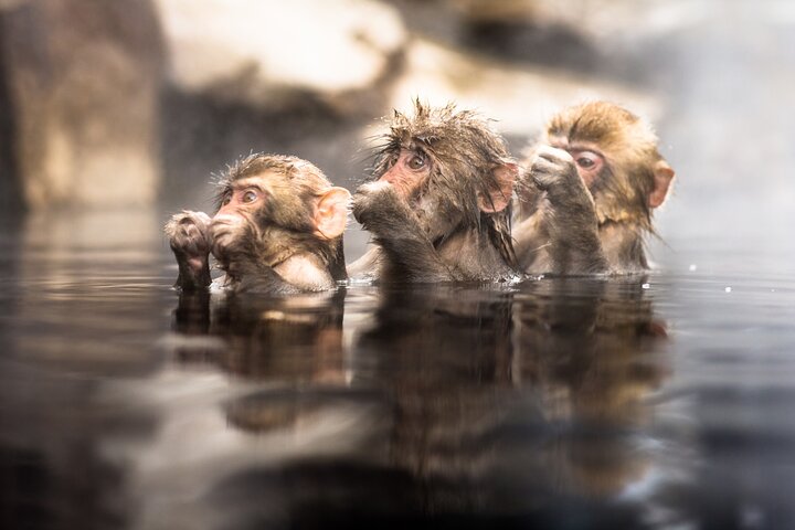 Nagano Snow Monkeys - Privat halvdagstur