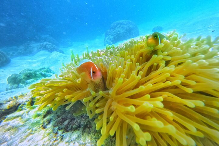 Ko Tao: Vintage båd - lille gruppe snorkling dagstur med måltider