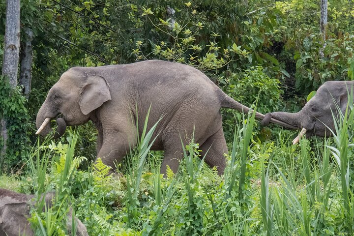 Sandakan : 2D1N Sukau Rainforest Wildlife reis en cruises