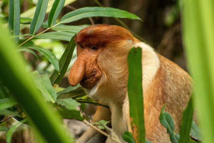 Sandakan : 2D1N Sukau Rainforest Wildlife reis en cruises