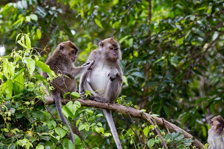 Excursion d'une journée en croisière Sukau Big 5 Sunset au départ de Sandakan (petit groupe)