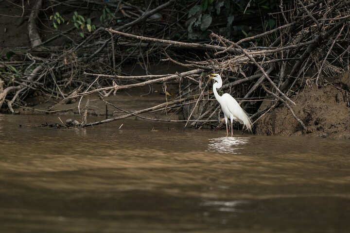 Sandakan : 2D1N Sukau Rainforest Wildlife reis en cruises