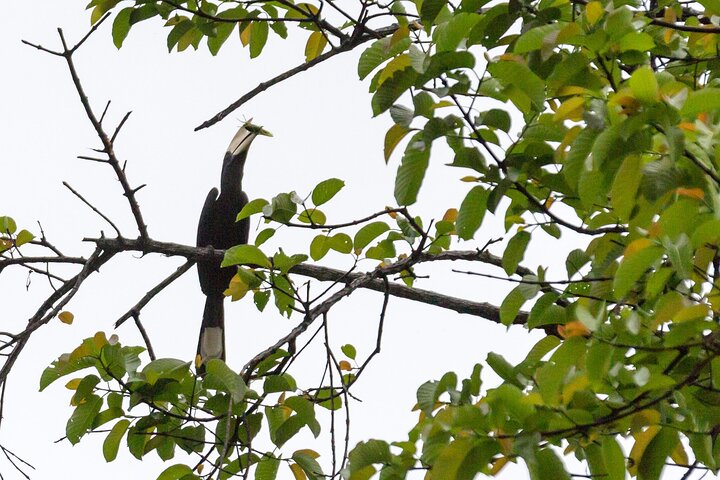 Sandakan : 2D1N Sukau Rainforest Wildlife reis en cruises