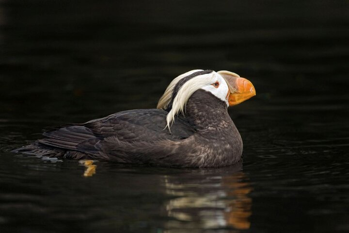 Hotell i nærheten av Port Townsend Wildlife Watching Boat Cruise