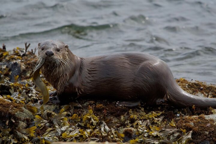 Hotell i nærheten av Port Townsend Wildlife Watching Boat Cruise