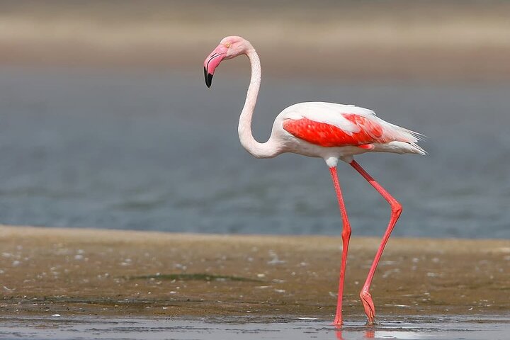 Privat dagstur från Bhuj till Narayan Sarovar Sanctuary