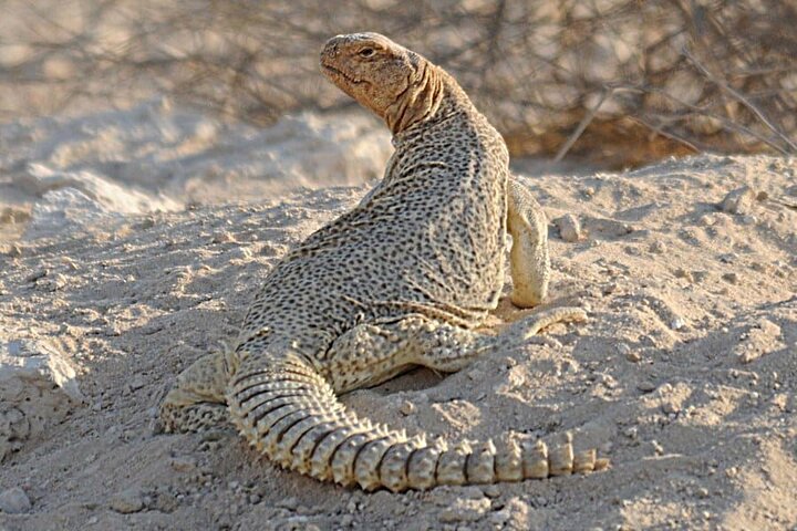 Privat dagstur från Bhuj till Narayan Sarovar Sanctuary