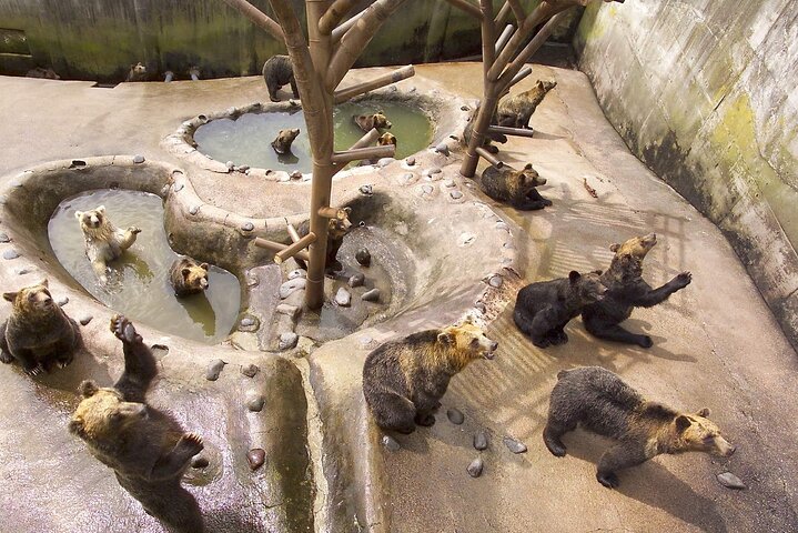 Inträdesbiljett till Noboribetsu Bear Park | Hokkaido