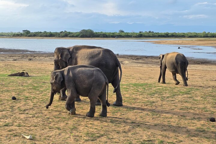 Restauranter i nærheten av Udawalawe National Park