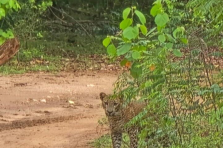 Restauranter i nærheten av Udawalawe National Park