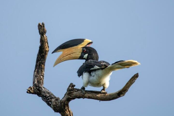 Restauranter i nærheten av Udawalawe National Park