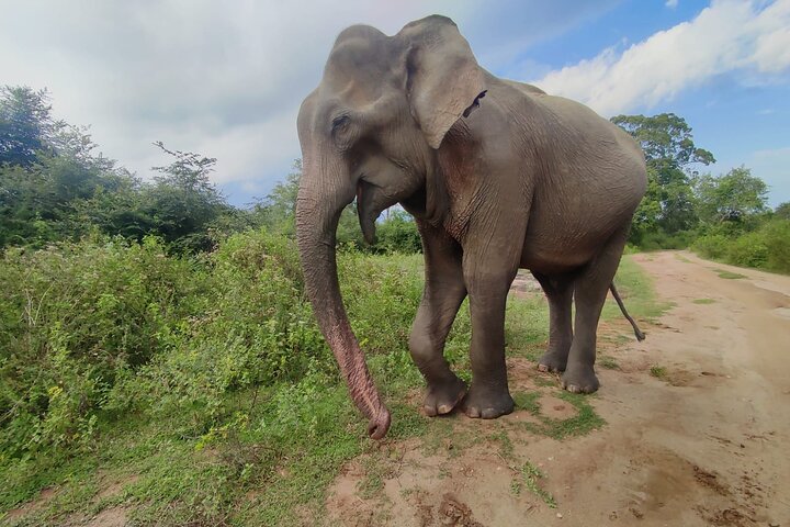 Restauranter i nærheten av Udawalawe National Park