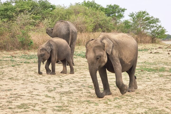 Restauranter i nærheten av Udawalawe National Park