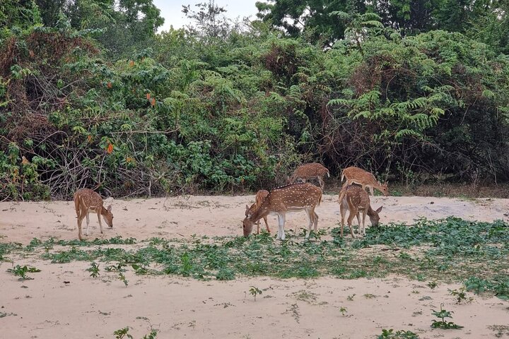 Restauranter i nærheten av Udawalawe National Park