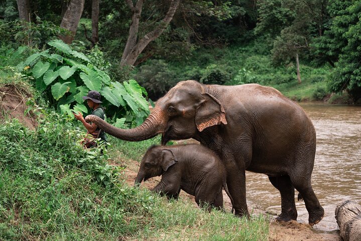 Chiang Mai Elephant Sanctuary, rafting di bambù e tour delle cascate