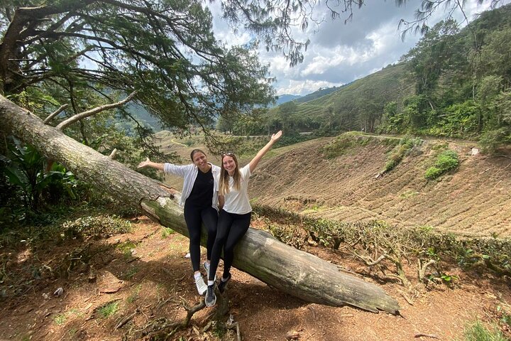 Excursion d'une journée à Cameron Highlands au départ d'Ipoh avec déjeuner et forêt moussue