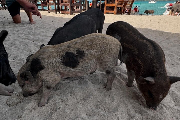 Excursion privée en hors-bord à Koh Madsum (île aux cochons) et Koh Tan