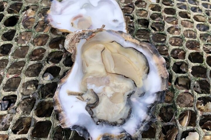 Oesterboerderij tour & proeverij met lokale Expert Clew Bay County Mayo