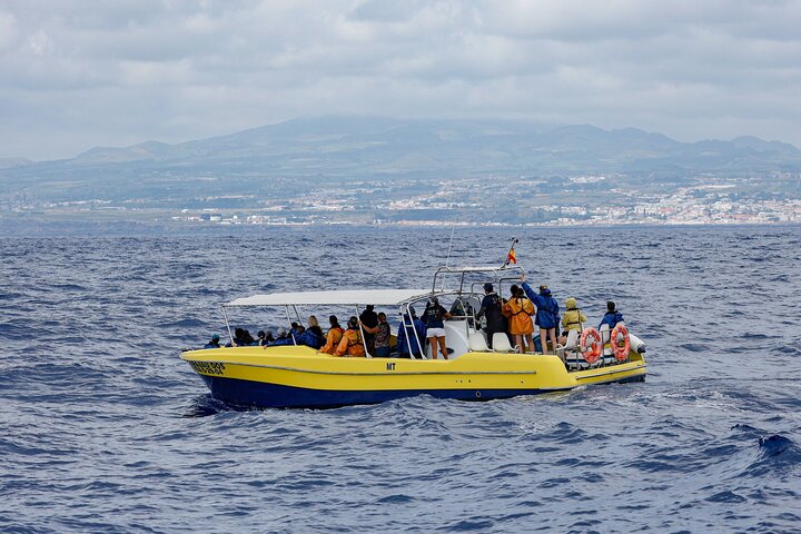 Tour di osservazione delle balene delle Azzorre – Ponta Delgada