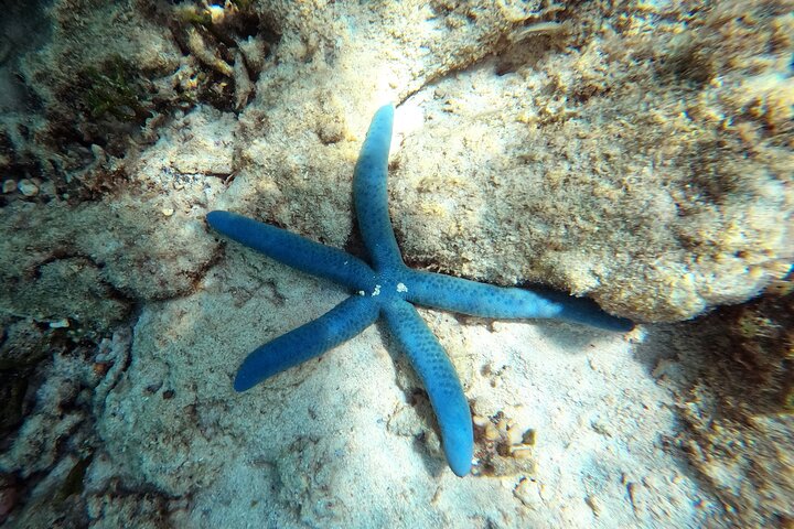 Okinawa : Experiencia Privada de Snorkeling con Guía Inglés Nativo