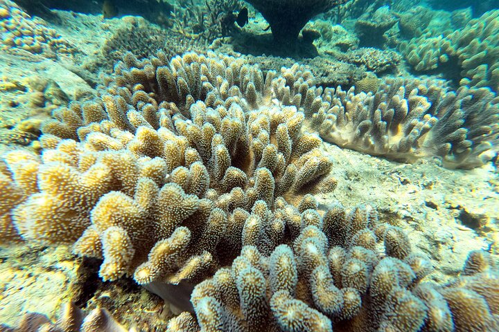 Okinawa : Experiencia Privada de Snorkeling con Guía Inglés Nativo