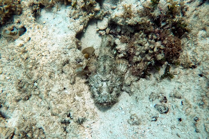 Okinawa : Experiencia Privada de Snorkeling con Guía Inglés Nativo