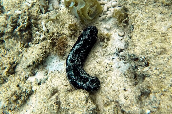 Okinawa : Experiencia Privada de Snorkeling con Guía Inglés Nativo