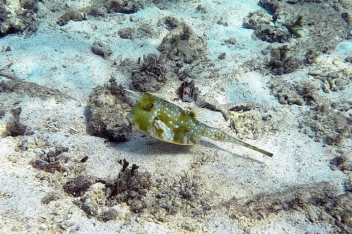 Okinawa : Experiencia Privada de Snorkeling con Guía Inglés Nativo