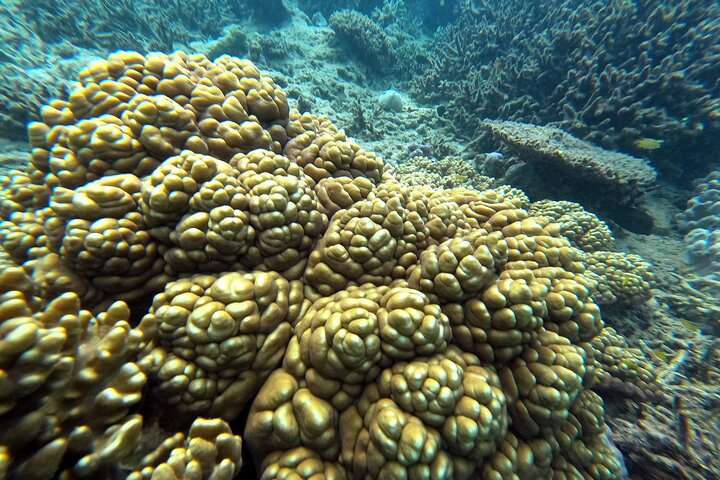 Okinawa : Experiencia Privada de Snorkeling con Guía Inglés Nativo