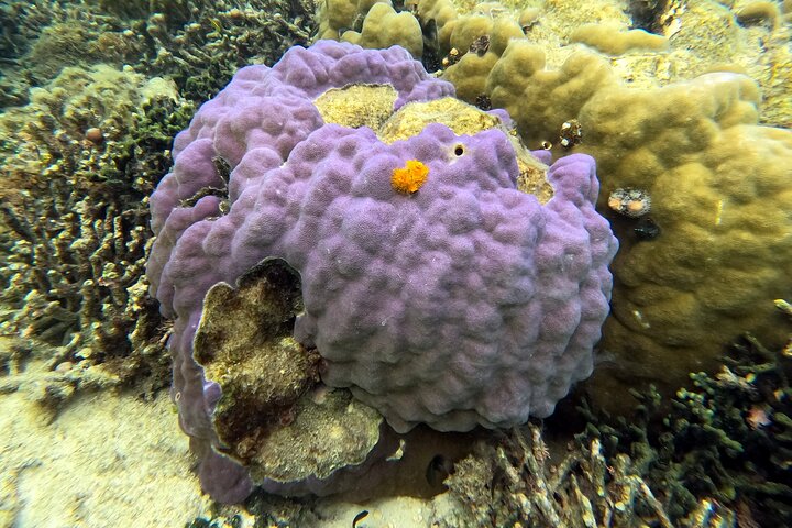Okinawa : Experiencia Privada de Snorkeling con Guía Inglés Nativo