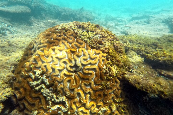 Okinawa : Experiencia Privada de Snorkeling con Guía Inglés Nativo