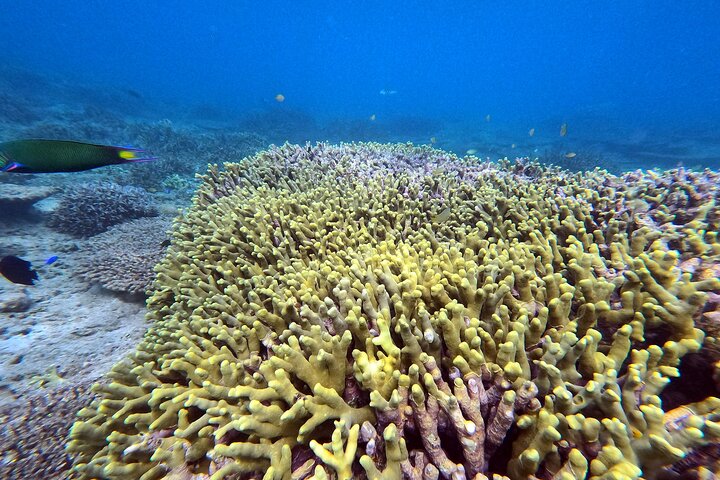 Okinawa : Experiencia Privada de Snorkeling con Guía Inglés Nativo
