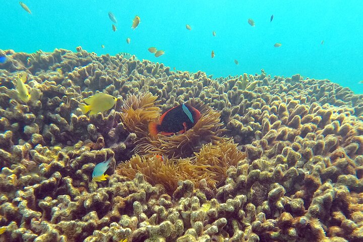 Okinawa : Experiencia Privada de Snorkeling con Guía Inglés Nativo