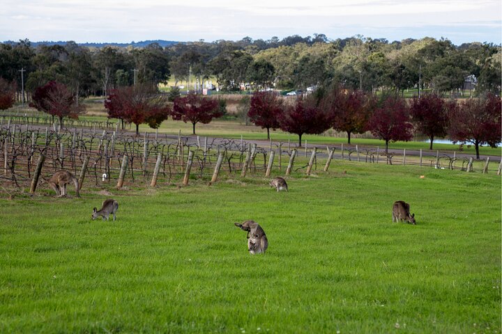 Auszeichnung Hunter Valley Wine & Cheese Tour ab Sydney